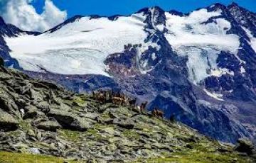 Heart-warming 10 Days Siliguri to Dzongri Wildlife Trip Package