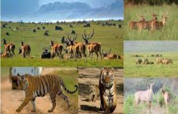 Memorable Jim Corbett Wildlife Tour Package for 3 Days 2 Nights from Uttarakhand, India