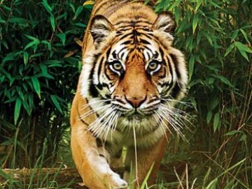 Beautiful 5 Days 4 Nights Agra - Jaipur - Ranthambhore - Jaipur - Delhi Culture and Heritage Vacation Package