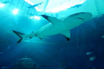 Experience 6 Days SINGAPORE Honeymoon Trip Package