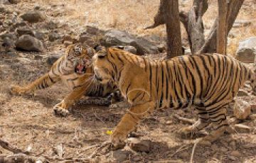 Pleasurable 12 Days Sawai Madhopur to Ranthambore Vacation Package