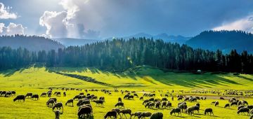 5 Days 4 Nights Srinagar to Sonmarg Family Vacation Package