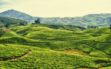 2 Nights 3 Days Munnar Tour Package From Madurai