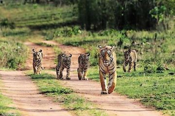 Ecstatic 4 Days Jaipur to Ranthambhore Fort Wildlife Vacation Package