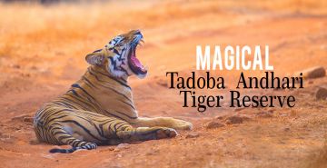 Memorable 3 Days Tadoba Fv Nature Trip Package