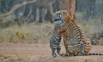 Memorable 3 Days Tadoba Fv Nature Trip Package