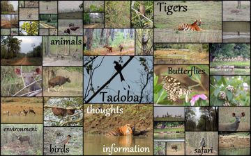 Memorable 3 Days Tadoba Fv Nature Trip Package