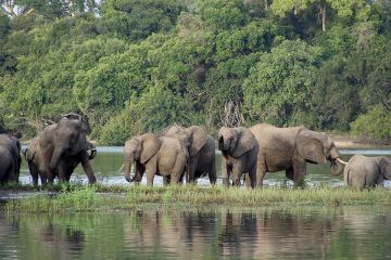 3 Day Safari to Selous Game Reserve