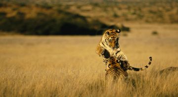 Magical 2 Days 1 Night PENCH Honeymoon Trip Package