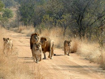 3 Day Safari to Mikumi National Park