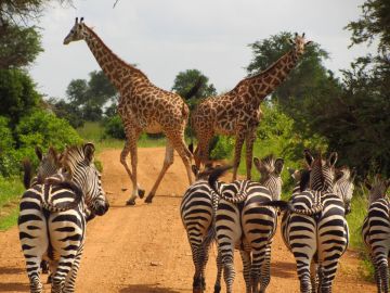 3 Day Safari to Mikumi National Park