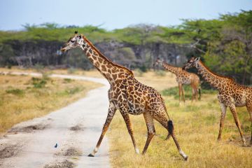 4 Day Safari to Selous Game Reserve