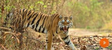 Ecstatic Dhikala Tour Package for 3 Days