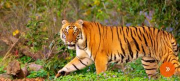 3 Days Delhi to Nainital Tour Package