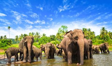 6 Days 5 Nights BERUWALA Forest Holiday Package