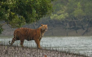 Best 3 Days Sunderban Hill Stations Trip Package