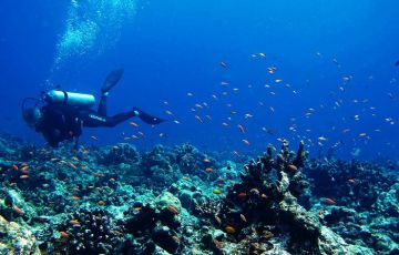 Memorable 2 Days Andaman And Nicobar Wildlife Trip Package