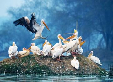 Ecstatic 2 Days 1 Night Bharatpur Adventure Holiday Package