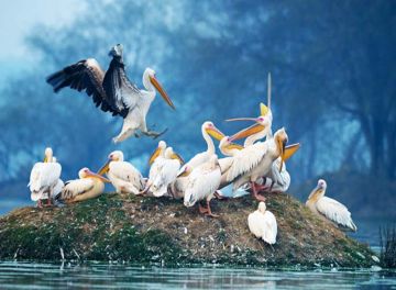 Ecstatic 2 Days 1 Night Bharatpur Adventure Holiday Package