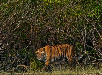 Best Sundarbans Tour Package for 2 Days 1 Night