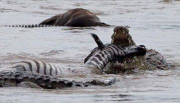 Amazing 13 Days Arusha to Serengeti Romantic Trip Package