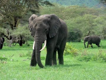 Amazing 13 Days Arusha to Serengeti Romantic Trip Package