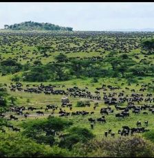 12 Day Tanzania Safari during Wildebeest Migration July 2019