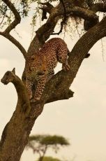 Amazing 13 Days Arusha to Serengeti Romantic Trip Package