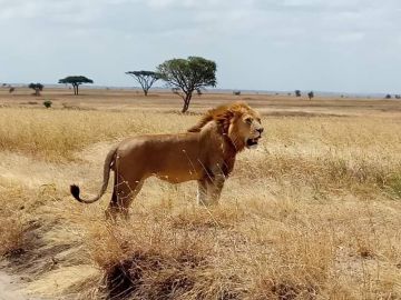 Amazing 13 Days Arusha to Serengeti Romantic Trip Package