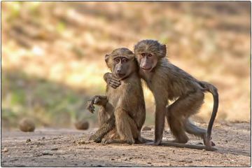 Amazing 13 Days Arusha to Serengeti Romantic Trip Package