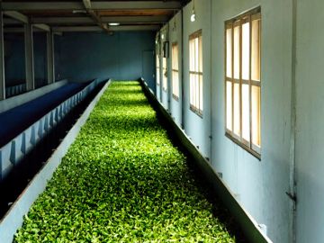 Pleasurable 2 Days Ooty Family Holiday Package