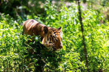 Family Getaway 2 Days Jim Corbett National Park Temple Trip Package