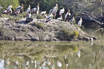 Family Getaway 2 Days 1 Night Bharatpur Adventure Holiday Package