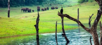 Family Getaway Thekkady Lake Tour Package for 2 Days 1 Night