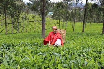 Magical Coonoor Honeymoon Tour Package for 2 Days 1 Night