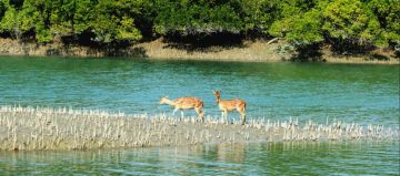 Beautiful 2 Days 1 Night Sunderbans Vacation Package