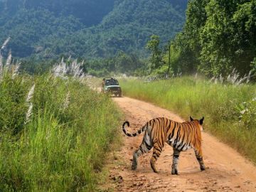 Amazing 2 Days 1 Night Bandhavgarh Nature Tour Package