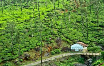 Experience 2 Days Wayanad Nature Holiday Package by Supreme Travelers