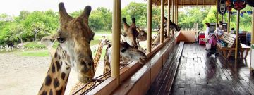 Experience Bangkok Tour Package from Chennai