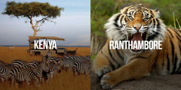 Magical 2 Days 1 Night Ranthambore Trip Package