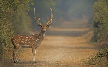 Experience 2 Days 1 Night Bharatpur Heritage Tour Vacation Package