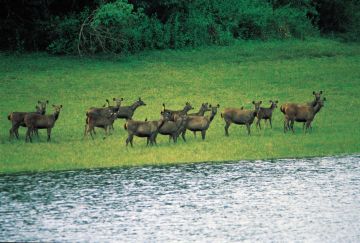 Magical 2 Days 1 Night Kerala Honeymoon Trip Package