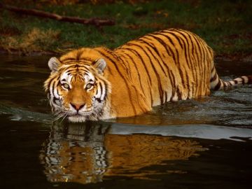 Heart-warming Sundarbans Tour Package for 2 Days 1 Night