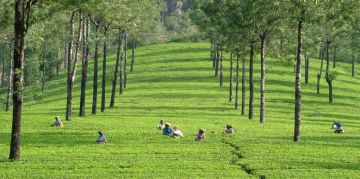 Ecstatic 2 Days Munnar Culture Trip Package