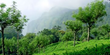 Magical 2 Days 1 Night Coonoor Honeymoon Trip Package