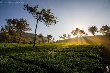 Beautiful 2 Days Munnar Friends Tour Package by Supreme Travelers