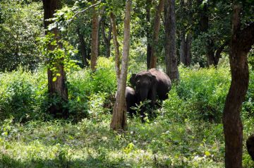 Amazing 2 Days Karnataka Wildlife Vacation Package