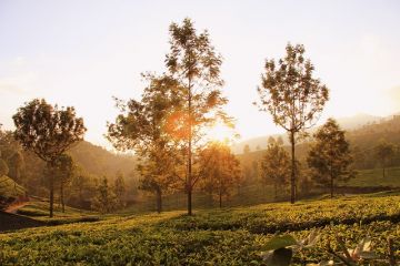 Memorable 2 Days 1 Night Munnar Family Vacation Package