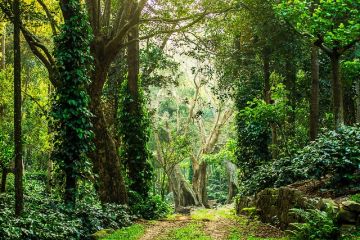 Best Yercaud Wildlife Tour Package for 2 Days