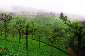 Pleasurable 2 Days 1 Night Coonoor Snow Tour Package
